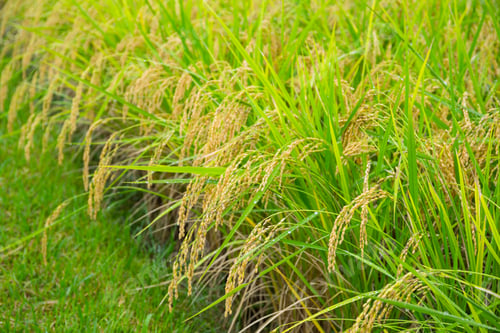 Preview: Scenic view of rice paddies in countryside farmland