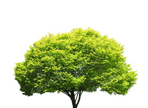 Preview: Tree isolated