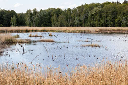 Preview: Poleski National Park in Lublin Voivodeship, eastern Poland. Landscape of swamps and peat-bogs