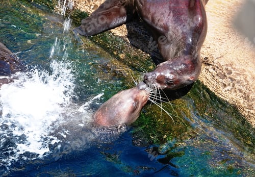 Preview: Seals playing in the pool