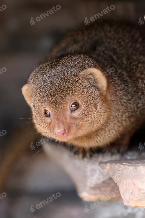 Preview: close up of a Common dwarf mongoose (Helogale parvula), animal