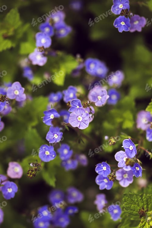 Preview: Many blue forget-me-nots, natural floral background, selective focus