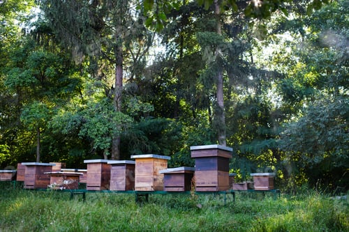 Preview: Wooden beehives under trees in the apiary