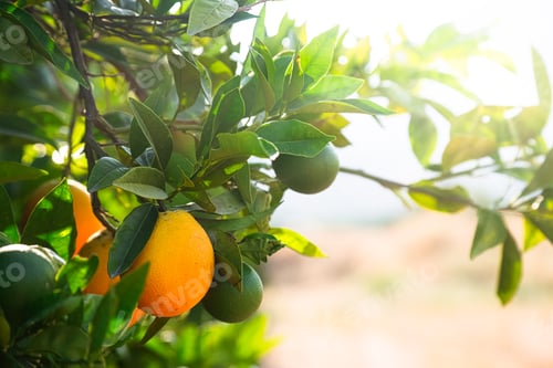 Preview: Close up of orange trees in the garden, selective focus
