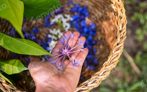 Preview: many flowers in basket