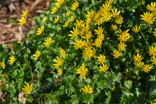 Preview: Erantis - yellow spring flowers