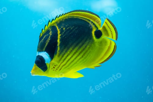 Preview: Closeup of a Raccoon Butterflyfish swimming in the water