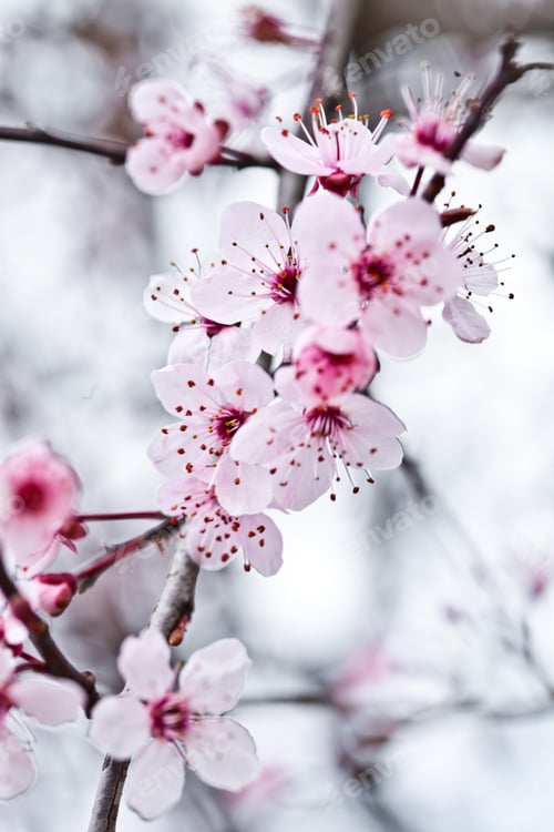 Preview: spring blossoms