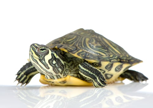 Preview: Turtle - Acanthochelys