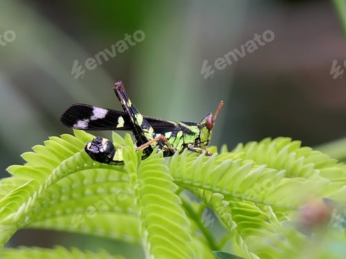 Preview: Colorful Grasshopper on Green Leaves
