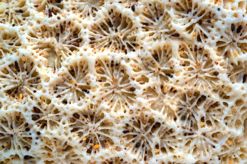 Preview: Abstract Natural Texture Of A Sea Coral Closeup