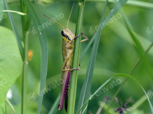 Preview: grasshopper perched on a green plant stalk in a natural environment against blur background