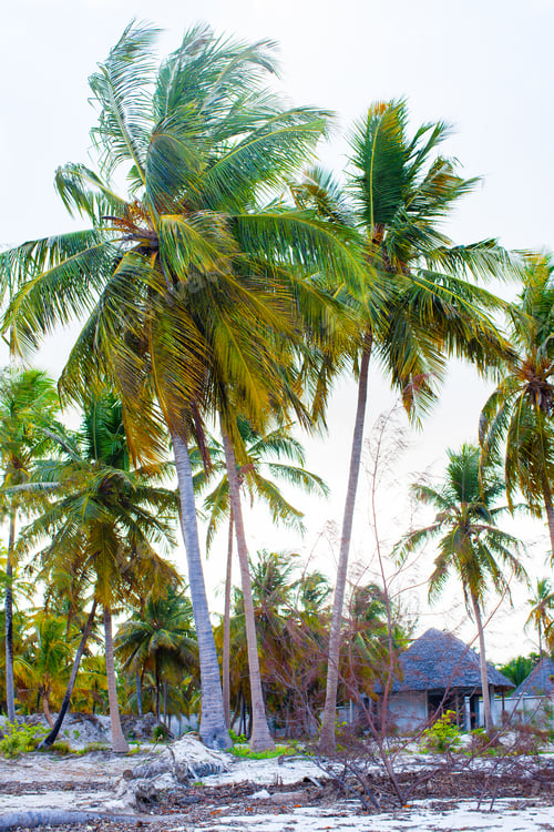 Preview: Palm trees on white sandy beach