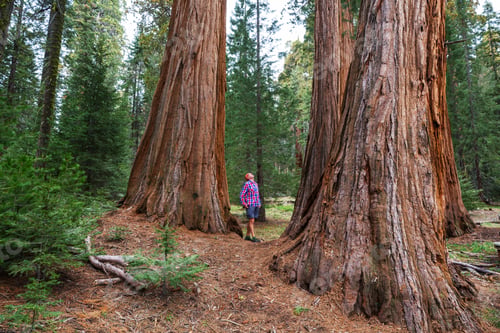 Preview: Sequoia
