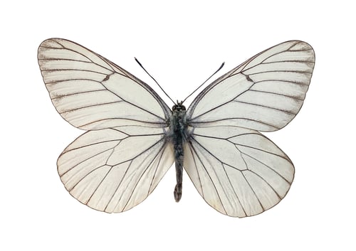 Preview: The Black-veined White Aporia crataegi beautiful butterfly isolated on white background.