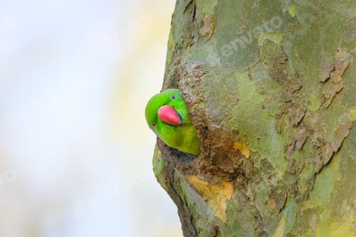 Preview: Rose-ringed parakeet. Bird on the tree. Blurred background. Animals in wild nature.