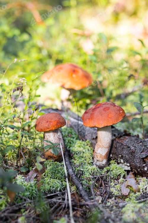 Preview: A forest edible brown boletus mushroom growing in a natural background. Karelia