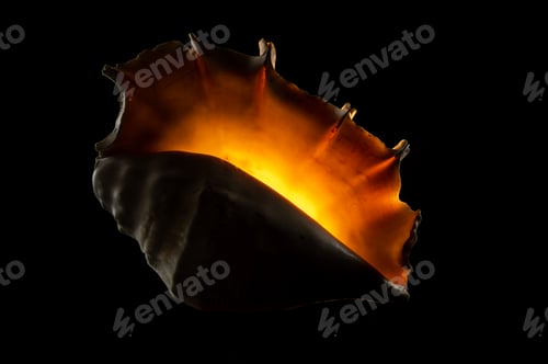 Preview: Glow big shell on dark background