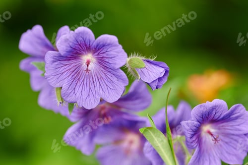 Preview: Blue Geranium