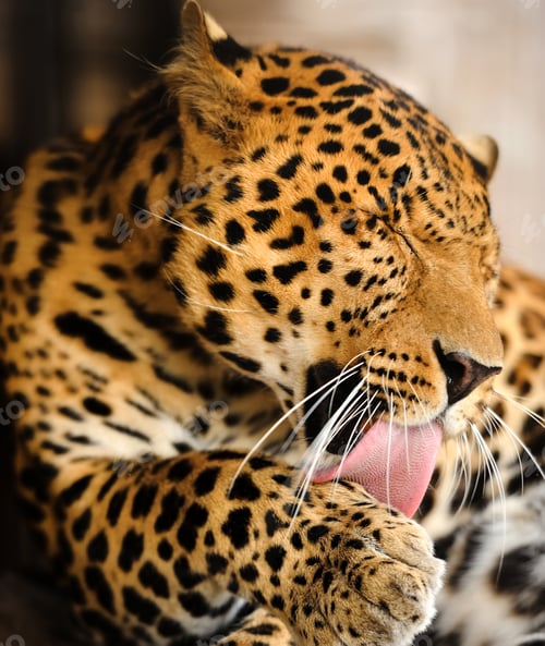 Preview: Leopard portrait
