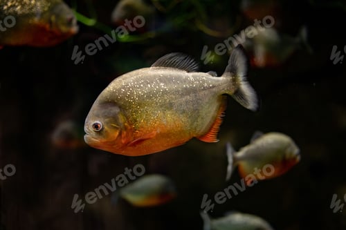 Preview: Swimming of fish in the aquarium, oceanarium, observation of the underwater world and marine animals