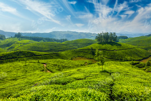 Preview: Tea plantations in Munnar, Kerala