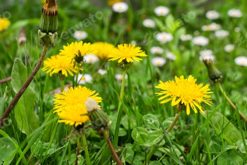 Preview: dandelion on a background of green grass