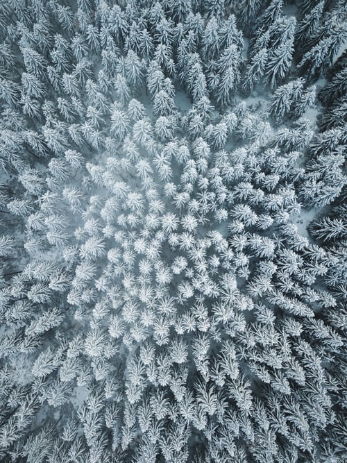 Preview: Snowy forest at it's best.