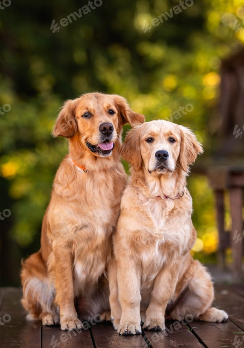 Preview: beautiful dog golden retriever labrador in autumn in nature at sunset