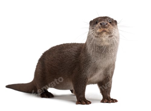 Preview: European Otter, Lutra lutra, 6 years old, portrait standing against white background