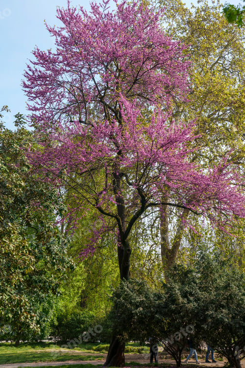 Preview: Giardini Montanelli, public park in Milan at springtime