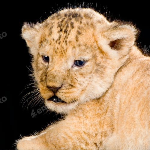 Preview: Lion Cub