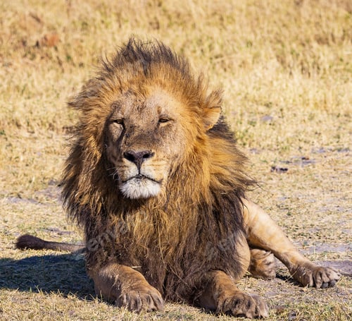 Preview: A Beautiful Botswana Wildlife Place in the World in Picture