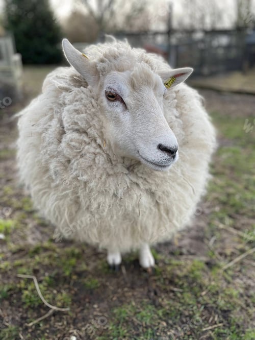 Preview: Closeup shot of a fluffy white sheep standing in a lush green field