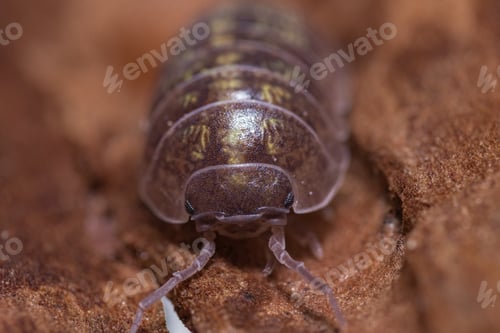 Preview: Macro shot of Roly-poly (Armadillidium Vulgare) terrestrial isopod