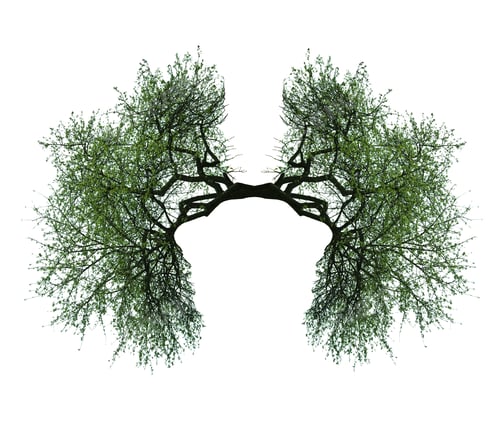 Preview: tree lungs