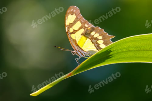 Preview: Close up shot of beautiful butterfly