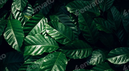 Preview: closeup tropical green leaves background.