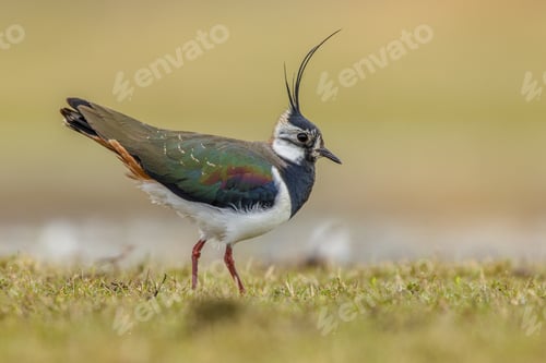 Preview: Northern Lapwing Display Behaviour