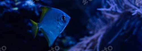 Preview: exotic fish swimming under water in dark aquarium with blue lighting, panoramic shot