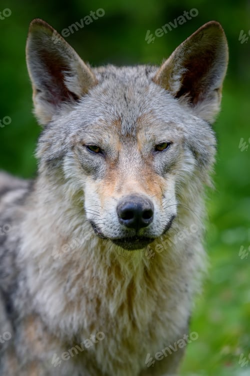 Preview: Wolf portrait in summer forest. Wildlife scene from nature