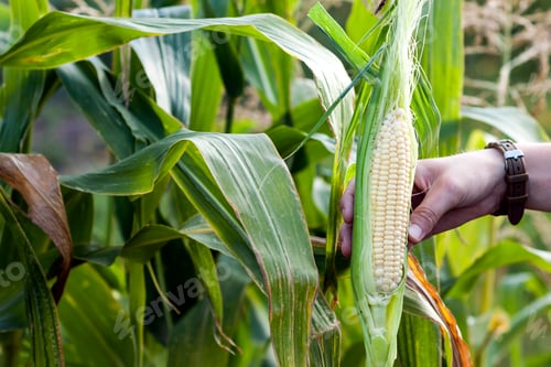 Preview: Hands of farmer woman holding fresh green corn in corn field.