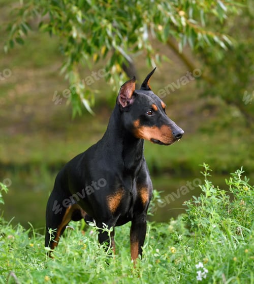Preview: Tan-and-black German Pinscher