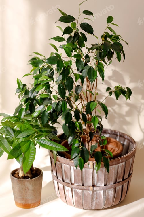 Preview: Indoor plants. Ficus on beige background