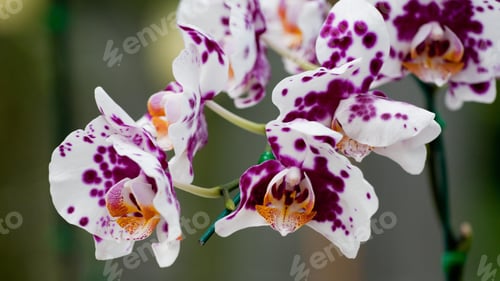 Preview: orchid, petal, colours, lovely, background