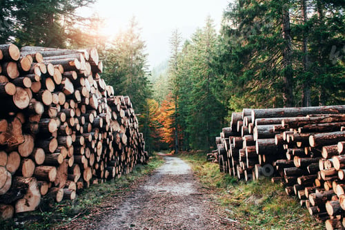 Preview: Many of logs lying on the sides from walking path in the beautiful autumn woods