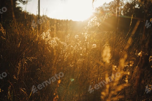 Preview: Beautiful autumn wild grass in evening sunlight. Beautiful grasses and herbs in sunset