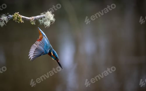 Preview: Beautiful kingfisher (Alcedinidae) soaring over water and tree branch
