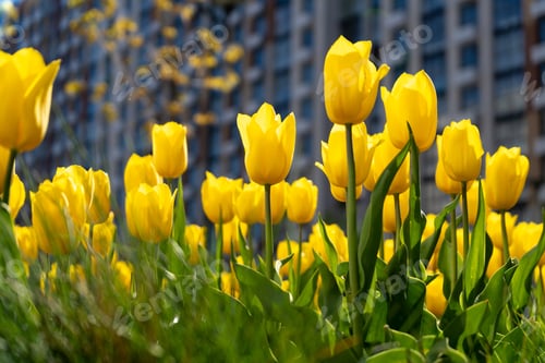 Preview: Yellow tulips in a flower bed in the garden. Floral spring background. Tulip bud.