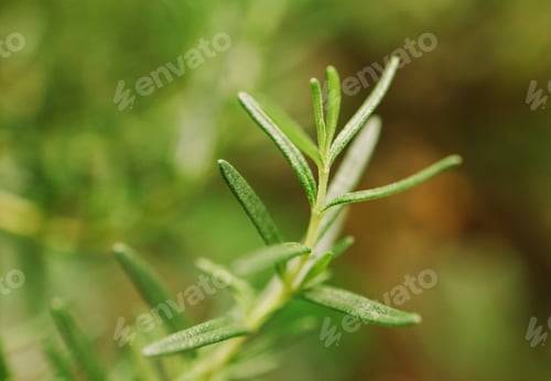 Preview: Fresh Rosemary Herb grow outdoor. Rosemary leaves Close-up.
